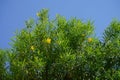 Cascabela thevetia blooms in August. Rhodes, Greece