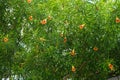 Cascabela thevetia blooms with yellow-orange flowers in August. Rhodes Island, Greece