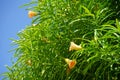 Cascabela thevetia blooms with yellow-orange flowers in August. Rhodes Island, Greece