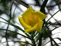 Cascabela thevetia flower