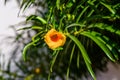 Cascabela thevetia flower (Yellow oleander, Lucky nut) on summer day