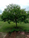 Cascabela thevetia or kaner tree in the park