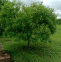 Cascabela thevetia or yellow kaner tree in the park
