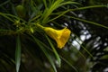 Cascabela thevetia or yellow oleander flower in focus with green leaves surrounding