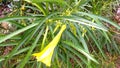 Cascabela thevetia yellow oleander flowers