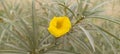 Cascabela thevetia Yellow Oleander image