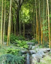 The cascade of falls in a bamboo grove Royalty Free Stock Photo