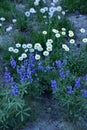 Cascade Fleabane and Lupine Spp., Mount Rainier National Park Wildflowers