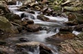 Cascade Forest Stream