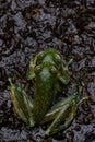 Cascade glass frogs in amplexus near a jungle waterfall in Costa Rica