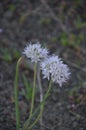 Cascade Mountain Jewels: Allium species; Allium stellatum Royalty Free Stock Photo