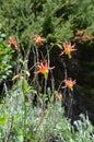 Cascade Mountain Jewels: Columbine Species; Aquilegia formosa Red and Yellow