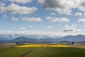 Daffodil Fields in the Spectacular Skagit Valley, Washington.