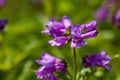 Cascade penstemon, Penstemon serrulatus Royalty Free Stock Photo