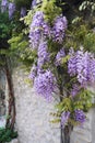 Cascade purple wisteria vine
