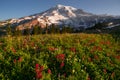 Cascade Range Rainier National Park Mountain Paradise Meadow