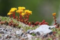 Cascade Stonecrop Flowers - Sedum divergens