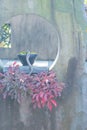 Japanese bonsai tree in Omiya bonsai village