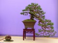A cascade style Scots Pine bonsai on display in Belfast Northern Ireland