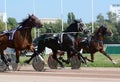 Cascade of three trotters on the move. Horse trotter breed in motion om hippodrome. Royalty Free Stock Photo