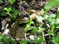 Cascades Frog in Dappled Light