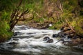 Cascades, the Lefroy Brook transforms from a gentle flow in mid summer to a raging torrent in winter