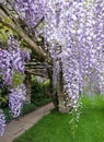 Cascades of wisteria flowers in bloom, photographed in a garden in Haywards Heath, West Sussex UK.