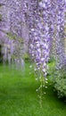 Cascades of wisteria flowers in bloom, photographed in a garden in Haywards Heath, West Sussex UK.