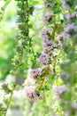 Cascades summer lilac