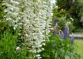 Cascades of white wisteria at St John\'s Lodge Garden, located in the Inner Circle at Regent\'s Park, London UK.