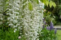 Cascades of white wisteria at St John\'s Lodge Garden, located in the Inner Circle at Regent\'s Park, London UK.