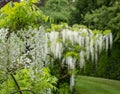 Cascades of white wisteria at St John\'s Lodge Garden, located in the Inner Circle at Regent\'s Park, London UK.