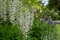 Cascades of white wisteria at St John\'s Lodge Garden, located in the Inner Circle at Regent\'s Park, London UK.