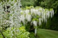 Cascades of white wisteria at St John\'s Lodge Garden, located in the Inner Circle at Regent\'s Park, London UK.