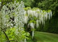 Cascades of white wisteria at St John\'s Lodge Garden, located in the Inner Circle at Regent\'s Park, London UK.