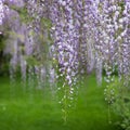 Cascades of purple wisteria flowers in bloom, photographed at Nymans Garden near Handcross in West Sussex UK.