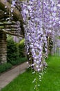 Cascades of wisteria flowers in bloom, photographed in a garden in Haywards Heath, West Sussex UK.