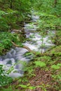 Cascading Wild Mountain Trout Stream