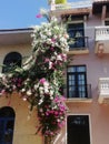 cascading bougainvillea: entwined white and pink blossoms adorning building facade, reaching for sunlight