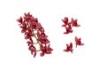 Cascading cymbidium or boat orchid dark red chocolate flowers set isolated transparent png Royalty Free Stock Photo