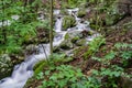 Cascading Mountain Trout Stream