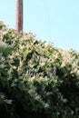 Cascading overgrowth of invasive Japanese knotweed in autumn bloom