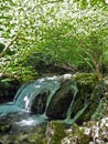 Cascading river with beautiful river threshold in the green spring forest. Arch of green tree branches above the river. Crimean