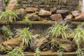 Water feature wall with shelves of spider plants