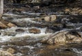 the cascading waters of willard brook