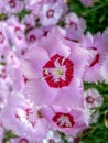 Cascadingly blooming pink flowers. Royalty Free Stock Photo