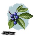 Cascara Sagrada bearberry plant with green leaves isolated digital art illustration. Rhamnus purshiana, cascara