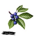 Cascara Sagrada bearberry plant with green leaves isolated digital art illustration. Rhamnus purshiana, cascara