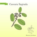 Cascara sagrada Rhamnus purshiana , or persian bark, medicinal plant