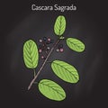 Cascara sagrada Rhamnus purshiana , or persian bark, medicinal plant